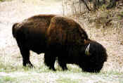 Bison-okse.jpg (66492 byte)