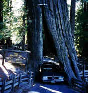 Redwood.jpg (45433 byte)